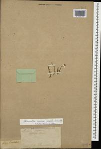Minuartia hirsuta subsp. oreina Mattf., Caucasus, Turkish Caucasus (NE Turkey) (K7) (Turkey)