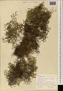 Boreoselaginella rossii (Baker) Li Bing Zhang & X. M. Zhou, South Asia, South Asia (Asia outside ex-Soviet states and Mongolia) (ASIA) (North Korea)