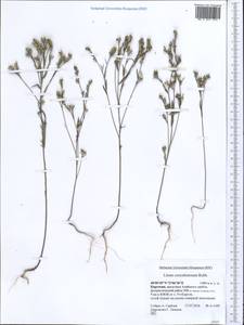 Linum corymbulosum Rchb., Middle Asia, Pamir & Pamiro-Alai (M2) (Kyrgyzstan)