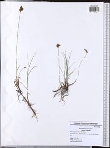 Carex praecox Schreb., Eastern Europe, Central region (E4) (Russia)