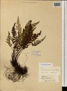 Aleuritopteris farinosa (Forssk.) Fée, South Asia, South Asia (Asia outside ex-Soviet states and Mongolia) (ASIA) (China)