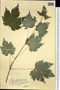 Acer ukurunduense Trautv. & C. A. Mey., Siberia, Russian Far East (S6) (Russia)
