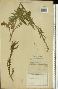 Carduus hamulosus Ehrh., Eastern Europe, Rostov Oblast (E12a) (Russia)