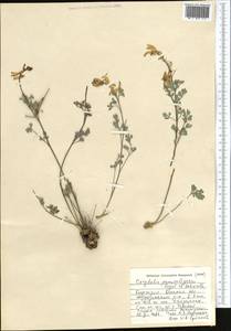 Corydalis paniculigera Regel & Schmalh. ex Regel, Middle Asia, Pamir & Pamiro-Alai (M2) (Kyrgyzstan)