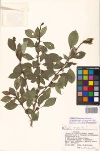 Populus ×moscoviensis Schröd., Eastern Europe, Moscow region (E4a) (Russia)