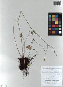 Ranunculus grandifolius C. A. Mey., Siberia, Altai & Sayany Mountains (S2) (Russia)