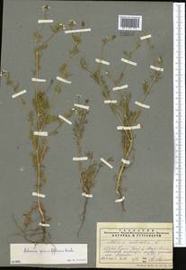 Adonis vernalis L., Middle Asia, Muyunkumy, Balkhash & Betpak-Dala (M9) (Kazakhstan)