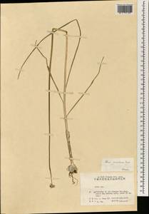 Allium macrostemon Bunge, South Asia, South Asia (Asia outside ex-Soviet states and Mongolia) (ASIA) (China)