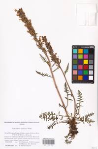 MHA 0 162 316, Pedicularis sudetica, Eastern Europe, Northern region (E1) (Russia)