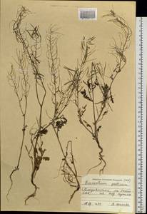 Erucastrum gallicum (Willd.) O.E.Schulz, Siberia, Russian Far East (S6) (Russia)