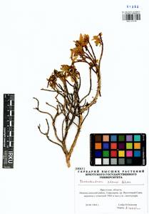 Rhododendron adamsii Rehder, Siberia, Baikal & Transbaikal region (S4) (Russia)