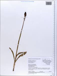 Neotinea ustulata (L.) R.M.Bateman, Pridgeon & M.W.Chase, Eastern Europe, Central region (E4) (Russia)