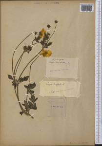 Coreopsis auriculata L., America (AMER) (Not classified)
