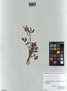 Ranunculus sceleratus L., Siberia, Altai & Sayany Mountains (S2) (Russia)