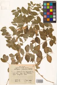 Lathyrus japonicus Willd., Siberia, Russian Far East (S6) (Russia)