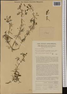 Ranunculus trichophyllus, Western Europe (EUR) (Austria)