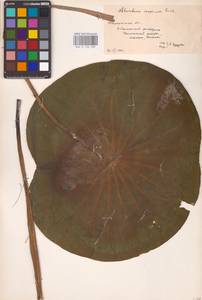 Nelumbo nucifera Gaertn., Eastern Europe, Lower Volga region (E9) (Russia)
