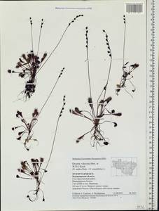 Drosera ×obovata Mert. & W. D. J. Koch, Eastern Europe, Central region (E4) (Russia)