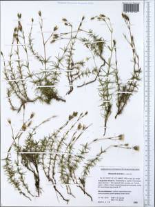 Pseudocherleria laricina (L.) Dillenb. & Kadereit, Siberia, Russian Far East (S6) (Russia)