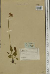 Primula cortusoides L., Siberia, Altai & Sayany Mountains (S2) (Russia)