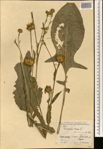 Centaurea behen L., South Asia, South Asia (Asia outside ex-Soviet states and Mongolia) (ASIA) (Iran)