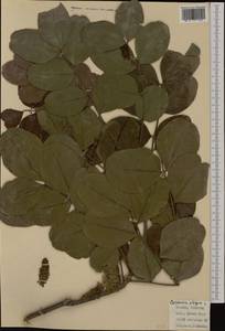 Ceratonia siliqua L., Western Europe (EUR) (Italy)