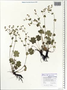 Alchemilla sericata Rchb., Caucasus, Stavropol Krai, Karachay-Cherkessia & Kabardino-Balkaria (K1b) (Russia)