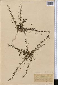 Kickxia elatine (L.) Dumort., Middle Asia, Western Tian Shan & Karatau (M3) (Kazakhstan)