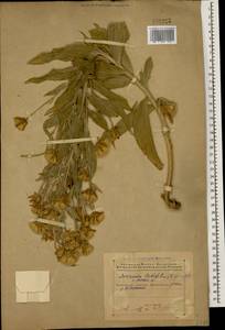 Scorzonera latifolia (Fisch. & C. A. Mey.) DC., Caucasus, Azerbaijan (K6) (Azerbaijan)