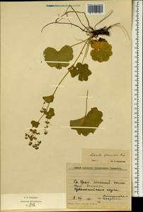Alchemilla glomerulans Buser, Eastern Europe, Eastern region (E10) (Russia)