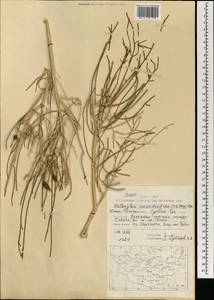 Haloxylon ammodendron (C. A. Mey.) Bunge ex Fenzl, Mongolia (MONG) (Mongolia)