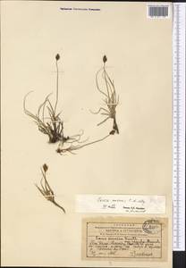 Carex enervis C.A.Mey., Middle Asia, Western Tian Shan & Karatau (M3) (Kazakhstan)