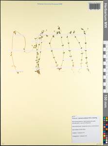 Arenaria leptoclados (Rchb.) Guss., Caucasus, Krasnodar Krai & Adygea (K1a) (Russia)