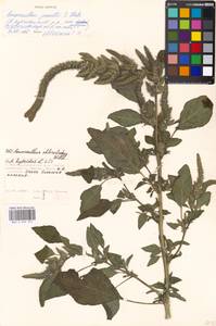 Amaranthus powellii S. Watson, Eastern Europe, Moscow region (E4a) (Russia)