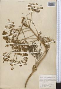 Ferula clematidifolia Koso-Pol., Middle Asia, Pamir & Pamiro-Alai (M2) (Tajikistan)
