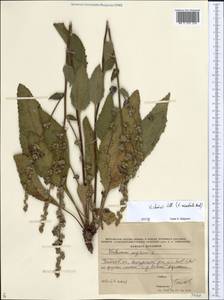 Verbascum chaixii Vill., Eastern Europe, Central forest-and-steppe region (E6) (Russia)