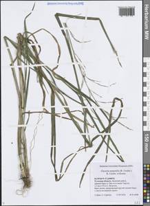 Glyceria nemoralis (R.Uechtr.) R.Uechtr. & Koern., Eastern Europe, Central region (E4) (Russia)