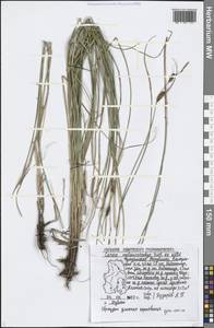 Carex melanostachya M.Bieb. ex Willd., Eastern Europe, Volga-Kama region (E7) (Russia)