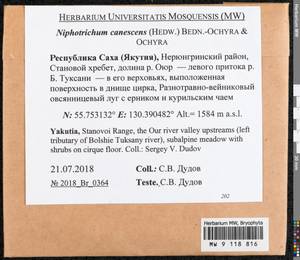 Niphotrichum canescens (Hedw.) Bedn.-Ochyra & Ochyra, Bryophytes, Bryophytes - Russian Far East (excl. Chukotka & Kamchatka) (B20) (Russia)