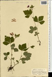 Rubus arcticus L., Mongolia (MONG) (Mongolia)