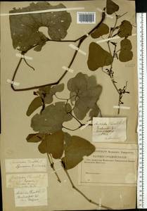 Aristolochia clematitis L., Eastern Europe, Central region (E4) (Russia)