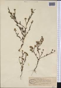 Pulicaria vulgaris Gaertn., Siberia, Western (Kazakhstan) Altai Mountains (S2a) (Kazakhstan)