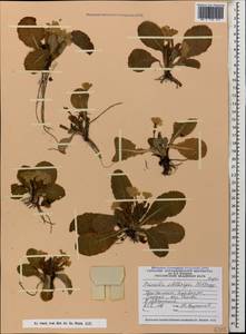 Primula vulgaris subsp. rubra (Sm.) Arcang., Caucasus, Georgia (K4) (Georgia)