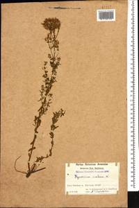 Hypericum scabrum L., Caucasus, Azerbaijan (K6) (Azerbaijan)