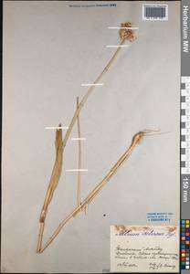 Allium fetisowii Regel, Middle Asia, Western Tian Shan & Karatau (M3) (Kazakhstan)