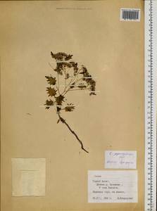 Hylotelephium populifolium (Pall.) H. Ohba, Siberia, Altai & Sayany Mountains (S2) (Russia)