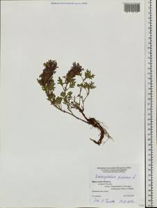 Dracocephalum pinnatum L., Siberia, Baikal & Transbaikal region (S4) (Russia)