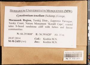 Cynodontium tenellum (Schimp.) Limpr., Bryophytes, Bryophytes - Karelia, Leningrad & Murmansk Oblasts (B4) (Russia)