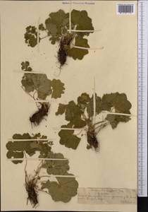 Alchemilla krylovii Juz., Middle Asia, Northern & Central Tian Shan (M4) (Kazakhstan)