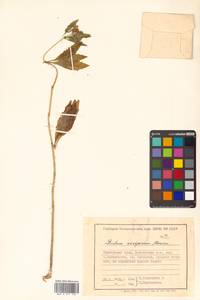 Hylotelephium viviparum (Maxim.) H. Ohba, Siberia, Russian Far East (S6) (Russia)